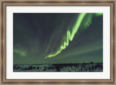 Framed Auroral Curtain Over Churchill, Manitoba Print