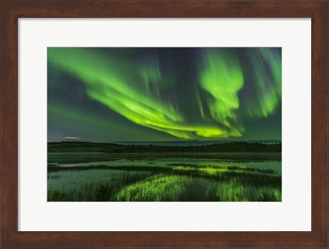 Framed Aurora Over Prosperous Lake, Near Yellowknife Print