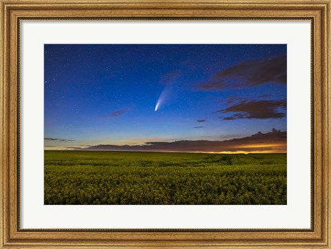 Framed Comet NEOWISE Over a Ripening Canola Field Print