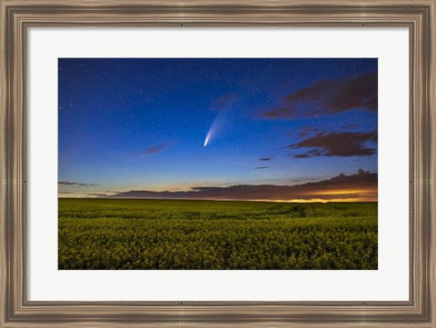 Framed Comet NEOWISE Over a Ripening Canola Field Print