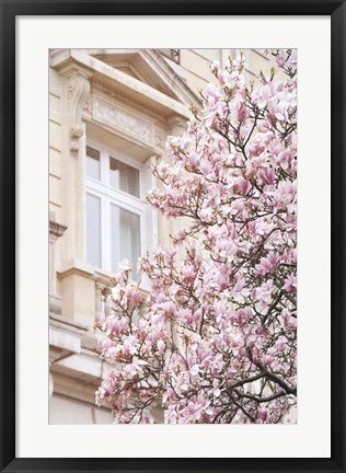 Framed Pink Spring Magnolias in Paris Print