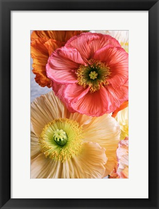 Framed Spring Poppies Print