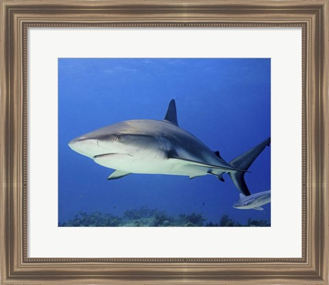 Framed Reef Shark, Tiger Beach Print