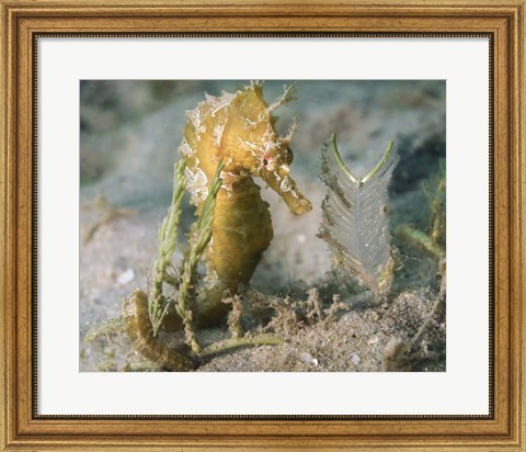 Framed Lined Seahorse in Sea Grass Print