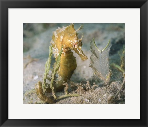 Framed Lined Seahorse in Sea Grass Print