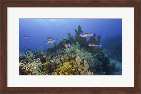 Framed Small Group Of Creole Wrasse Pass Over a Reef Print