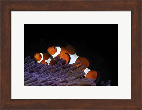 Framed Two Clownfish in Their Anemone Home Print