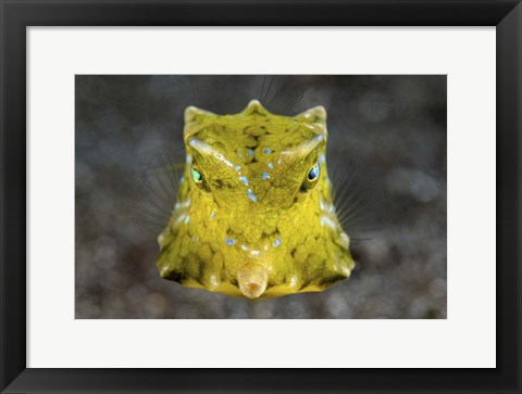 Framed Boxfish Portrait Print