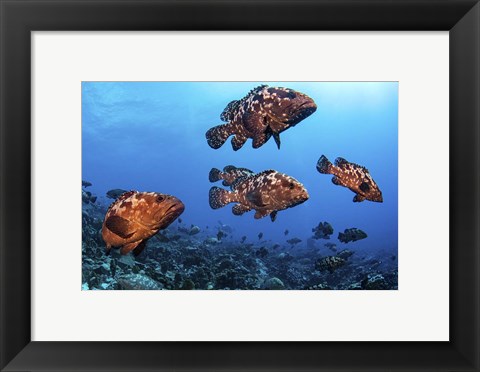 Framed Marbeled Grouper Begin to Gather Together Print