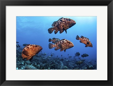 Framed Marbeled Grouper Begin to Gather Together Print