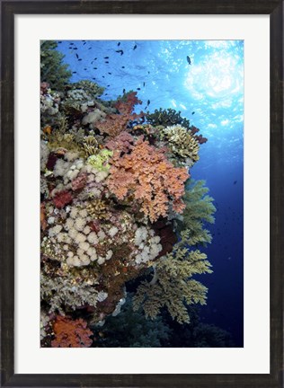 Framed Beautiful Soft Coral Reef in the Red Sea, Red Sea Print