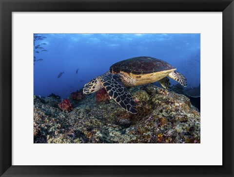 Framed Hawksbill Turtle Glides Over a Reef in Search Of a Meal Print