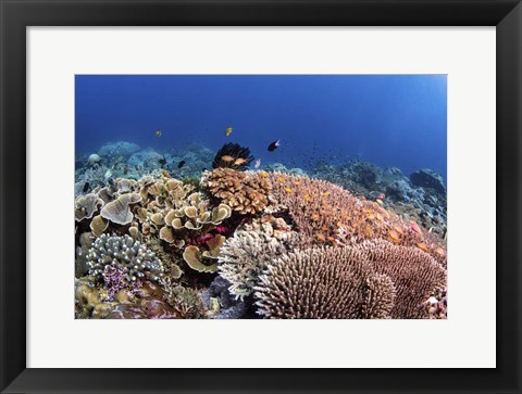 Framed Beautiful Hard Coral Reef Supports a Healthy Ecosystem Print