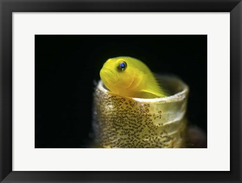 Framed Lemon Goby With Its Eggs On the Side Of a Tube Worm Hole Print