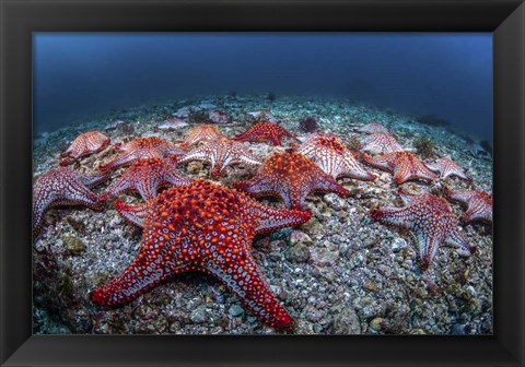 Framed Panamic Cushion Stars Gather On the Sea Floor Print