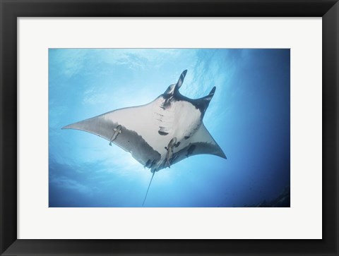 Framed Giant Manta Ray Soars By Under the Sun Print