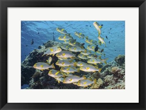 Framed School Of Sweetlip Fish Stacked Up Against a Coral Head Print