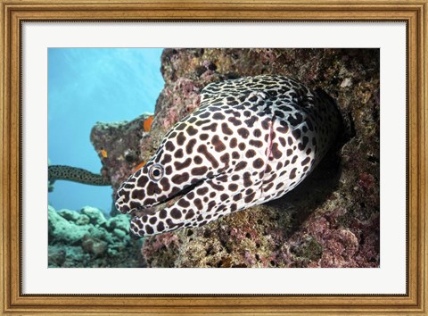 Framed Honeycomb Eel Emerges From Its Den Print