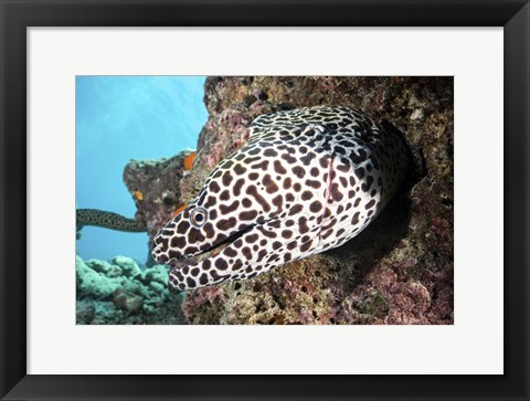 Framed Honeycomb Eel Emerges From Its Den Print