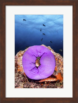 Framed Clownfish Peeks Out From a Purple Anemone Print