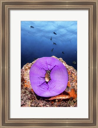 Framed Clownfish Peeks Out From a Purple Anemone Print