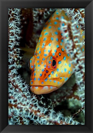 Framed Coral Grouper Peaking Through a Gorgonian Print