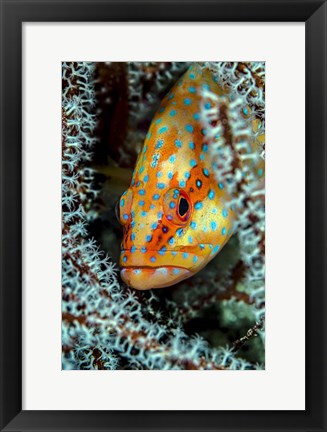 Framed Coral Grouper Peaking Through a Gorgonian Print