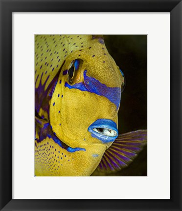 Framed Head Shot Of a Surgeonfish Print