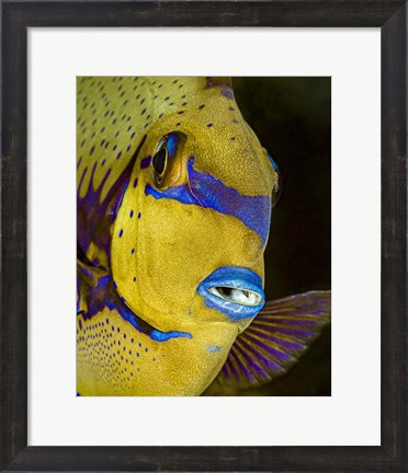 Framed Head Shot Of a Surgeonfish Print