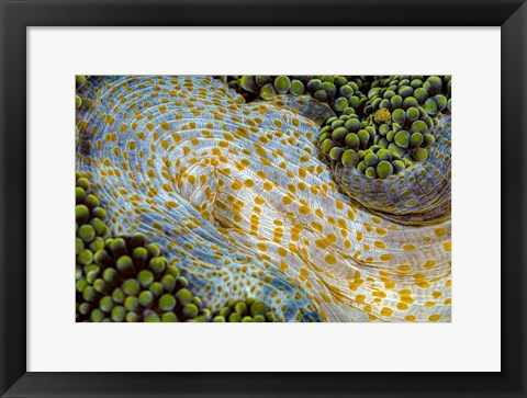 Framed Texture Of An Anemone Print