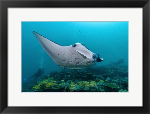 Framed Oceanic Manta Print