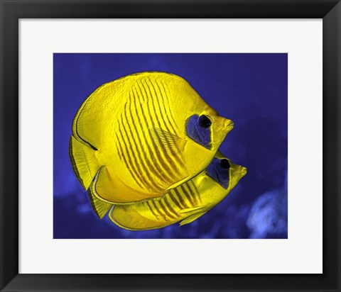 Framed Pair Of Masked Butterflyfish Print