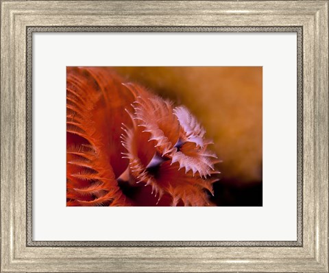 Framed Christmas Tree Tube Worm Print