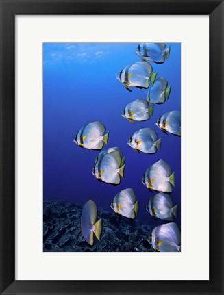 Framed Schooling Circular Batfish, Indonesia Print