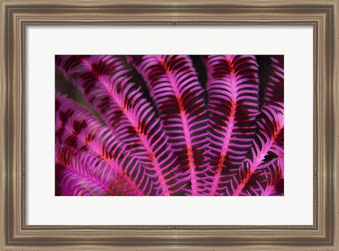 Framed Pink and Red Crinoid Print