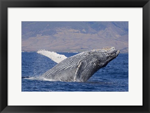 Framed Breaching Humpback Whale, Off the Coast Of Hawaii Print