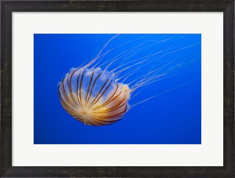 Framed Compass Jellyfish Print