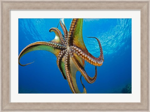 Framed Day Octopus Print