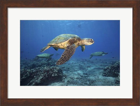 Framed Green Sea Turtles Off Maui, Hawaii Print