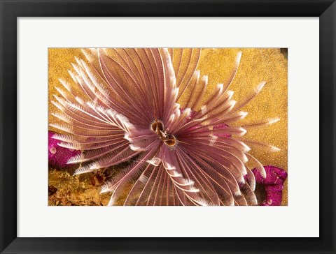 Framed Indian Feather Duster Worm Print