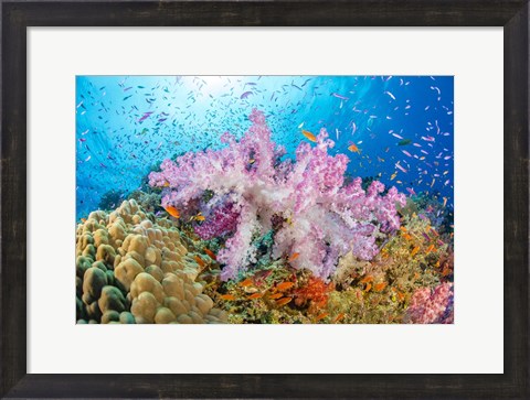 Framed Reef Scene Of Alcyonaria Coral With Schooling Anthias Print