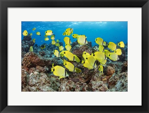 Framed Schooling Milletseed Butterflyfish Print