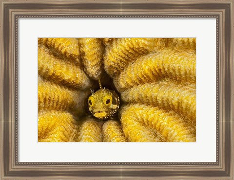 Framed Spinyhead Blenny in Hard Coral Print