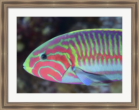 Framed Surge Wrasse Print