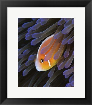 Framed Pink Anemonefish Print