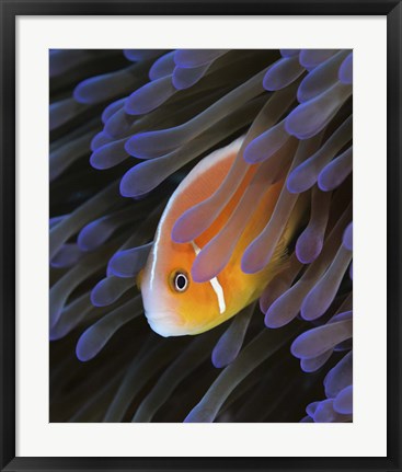 Framed Pink Anemonefish Print