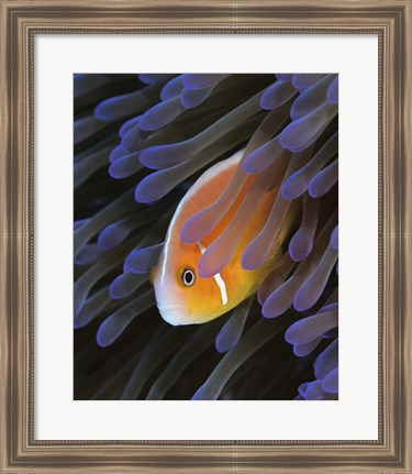 Framed Pink Anemonefish Print