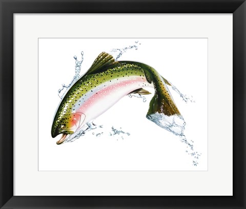 Framed Pink Salmon Jumping Out Of the Water Print