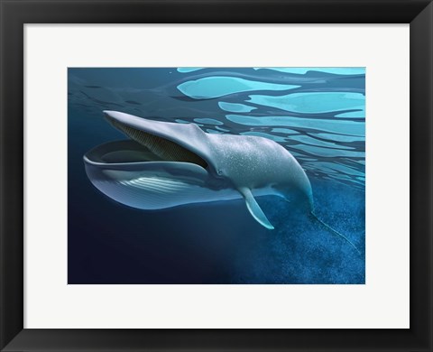 Framed Blue Whale Underwater With Caustics On Surface Print