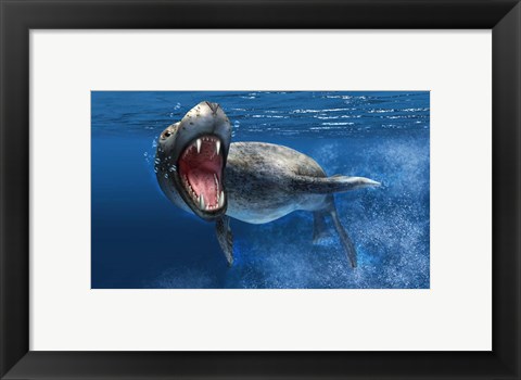 Framed Leopard Seal Swimming Underwater Print